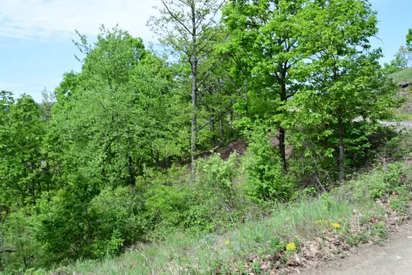 Yaz aylarında bir dağ ormanının sakin gündüz fotoğrafı..