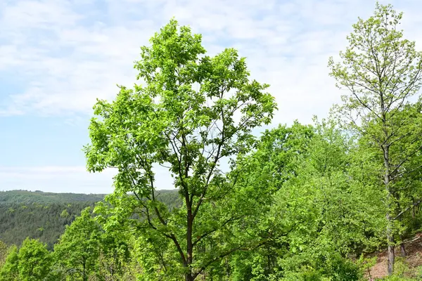 Yaz mevsiminde yeşil bir dağ ormanının gün ortası manzarası.