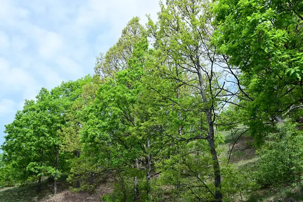 Öğle vakti bir dağ ormanının manzaralı bir görüntüsü..