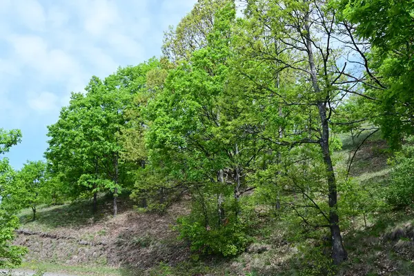 Yaz aylarında bir dağ ormanının sakin gündüz fotoğrafı..
