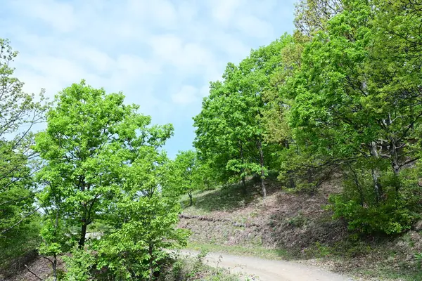 Öğle vakti bir dağ ormanının manzaralı bir görüntüsü..