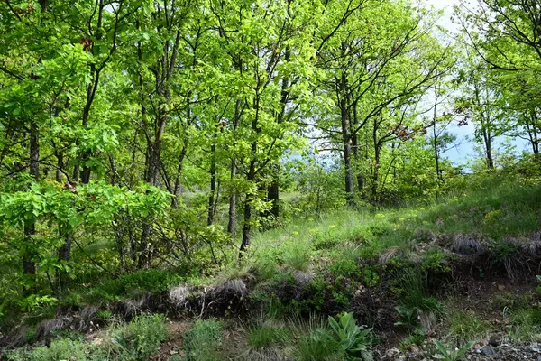 Ormanın göbeğinde bir yaz günü..