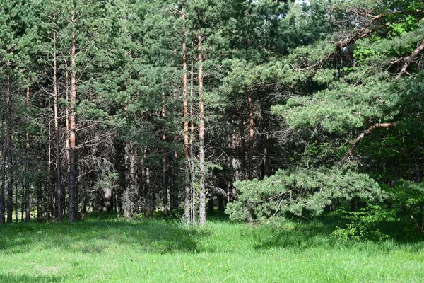 Çam koruluğunda yaz