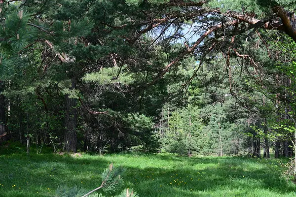 Ormanın güzel manzarası