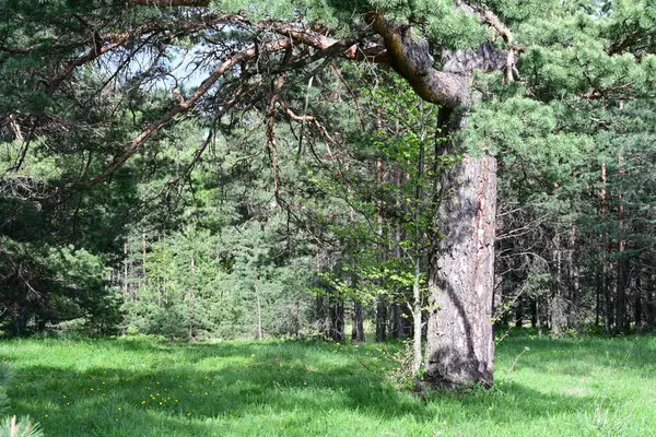 Parktaki ağaç gövdesi