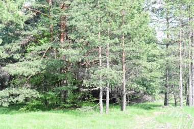 Yaz aylarında huş grove