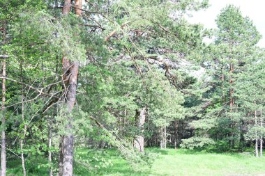 Ağaçların ve güneşin arka planında bir orman