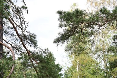 Ormanda çam ağacı dalları