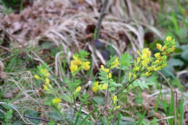 Bahar bahçesinde açan güzel çiçeklerin yakın plan görüntüsü, doğa manzarası               