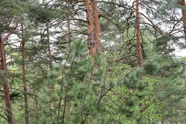 Orman çam ağaçları, çam ağacı dalları, ladin