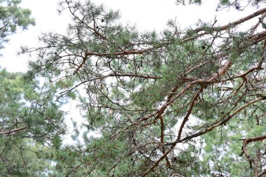 Bir çam ormanının arka planında çam dalları. Baharda çam ağaçları.