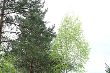 Ormanda yeşil ağaç dalları