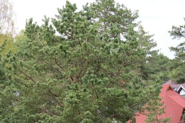 Yazın huzurlu kırsal manzaranın güzel manzarası