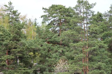 Ormandaki çam ağaçları