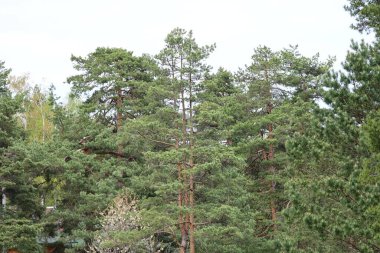 Yaz mevsiminde parkta çam ağaçları
