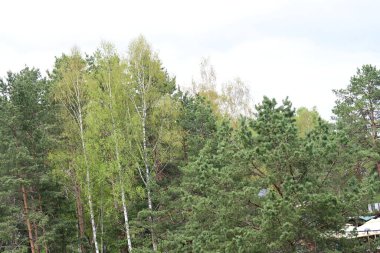 Sonbaharda parkta huş ağaçları. Rusya