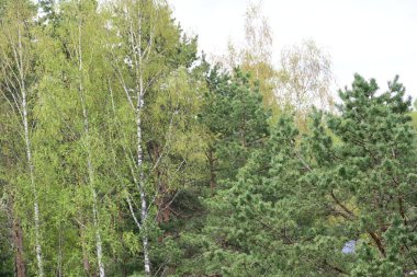 huş ağacı ormanı Sabah güneş ışığında