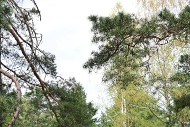 Yazın ormandaki ağaçlar