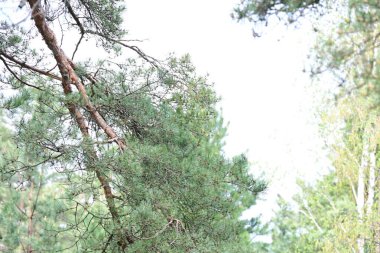 Doğanın güzel manzarası