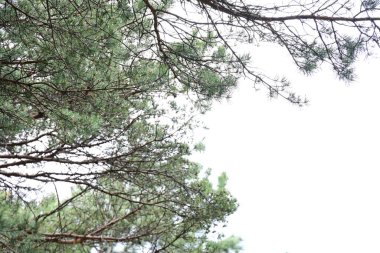 Ormanda yeşil yapraklar