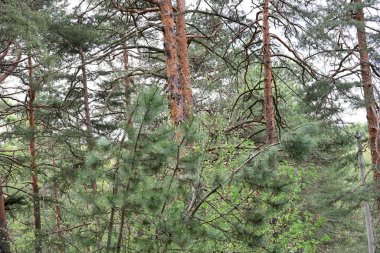 Yazın ormanda çam ağacı.