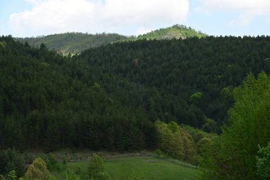 Ormanda yeşil ağaçları olan güzel bir manzara.