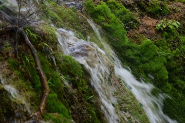 Ormanda şelale doğa manzarası  