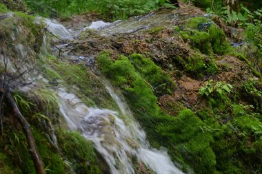Ormanda şelale doğa manzarası  