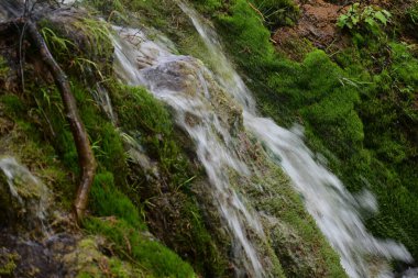 Ormanda şelale doğa manzarası  