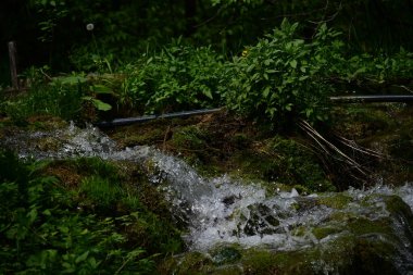 Ormanda şelale doğa manzarası  