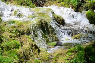 Ormanda şelale doğa manzarası 