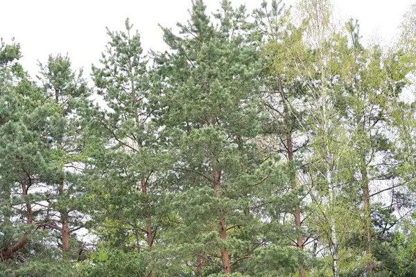 Parktaki ağaçlar, doğa.