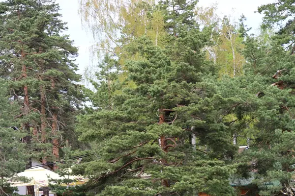 Parktaki çam ağacı ormanı, yaz manzarası, güneşli bir gün.