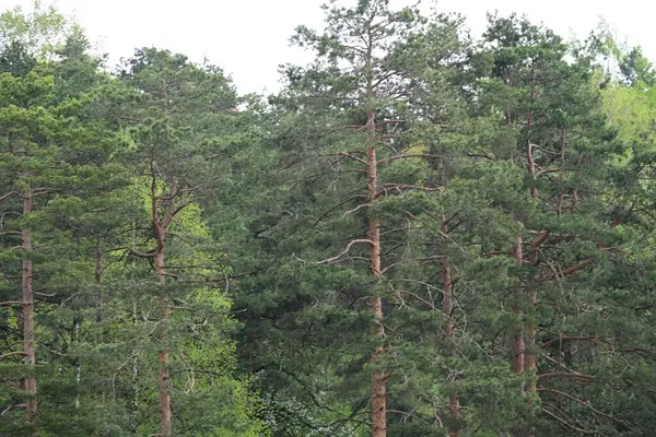 Yaz gününde çam ormanı