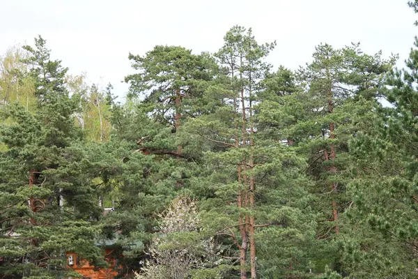 çam ağaçlarının Park.