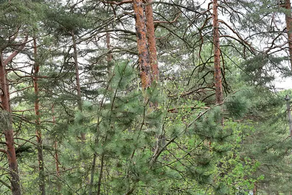 Orman çam ağaçları, çam ağacı dalları, ladin