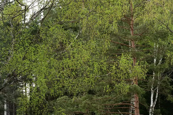 green birch trees in the forest