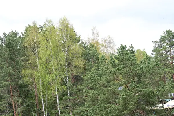 Sonbaharda parkta huş ağaçları. Rusya