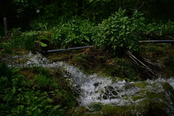 Ormanda şelale doğa manzarası  