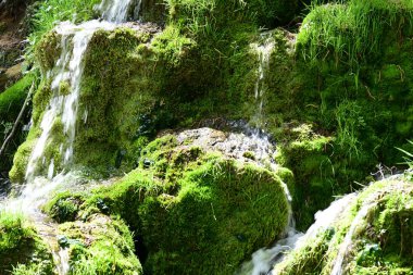 Ormanda şelale doğa manzarası 