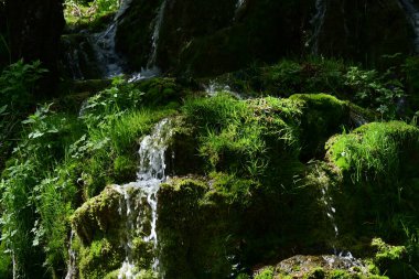 Ormanda şelale doğa manzarası 
