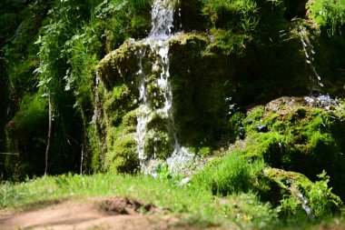 Ormanda şelale doğa manzarası 