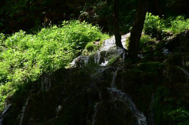 Ormanda şelale doğa manzarası 