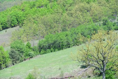 yeşil ağaçlar ve mavi gökyüzü.