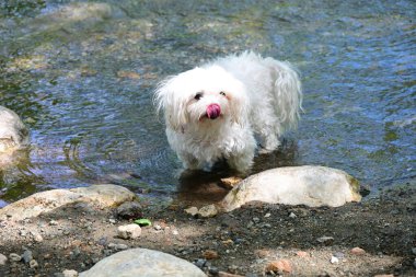 Beyaz köpek gündüz vakti dağ nehrinin kıyısında yürüyor.