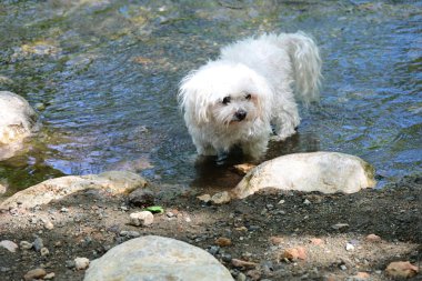 Dağ nehrinin yanında yürüyen köpek