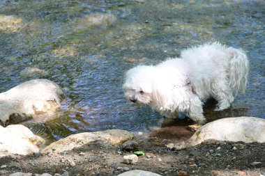 Dağ nehrinin kenarında yürüyen bir köpeğin gündüz çekimi.