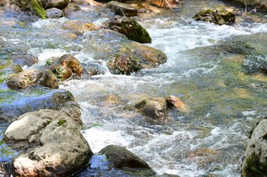 Ormanda şelale doğa manzarası 