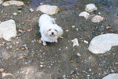 Beyaz köpek gündüz vakti dağ nehrinin kıyısında yürüyor.