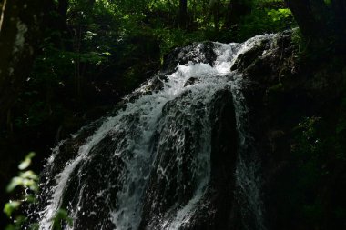 Ormanda şelale doğa manzarası 